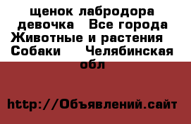 щенок лабродора девочка - Все города Животные и растения » Собаки   . Челябинская обл.